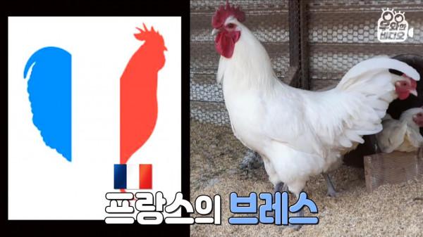 奇葩韓國高中生沉迷養雞，還帶雞上課，200只稀有雞震驚鳥類專家