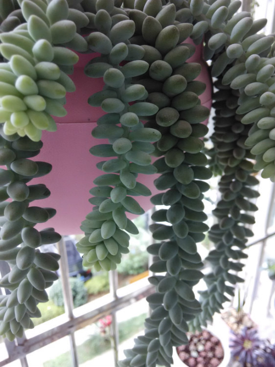 養多肉玉墜，管理注意4點，分枝多葉飽滿，更旺盛繁茂