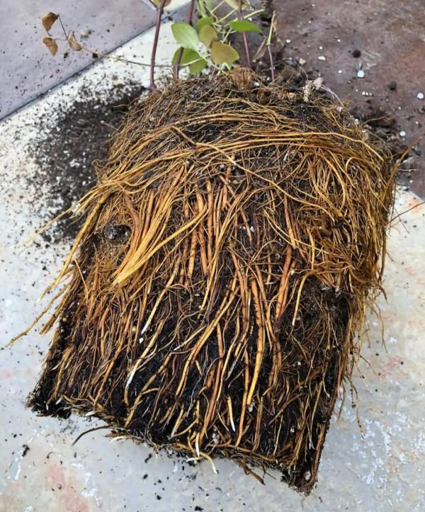 “富養”4種花，用大盆長得旺，壽命還很長，養成老樁更值錢