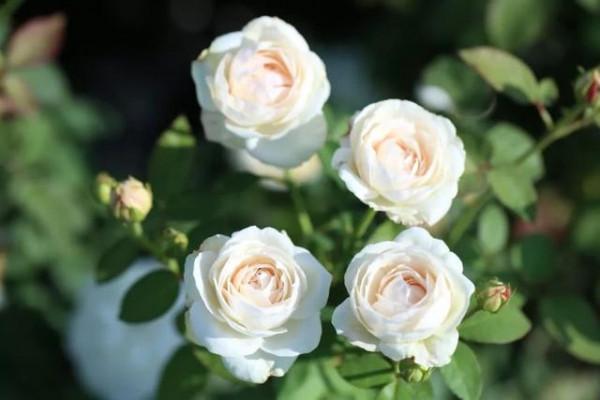 5種花，懂花的人不在家裡養，會被嘲笑“沒品位”