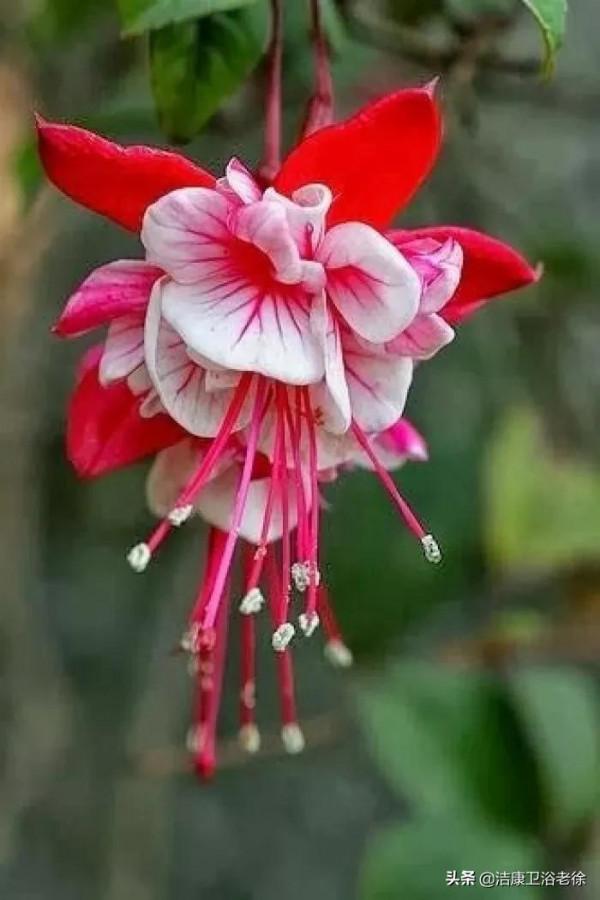 請欣賞美麗的奇美花草