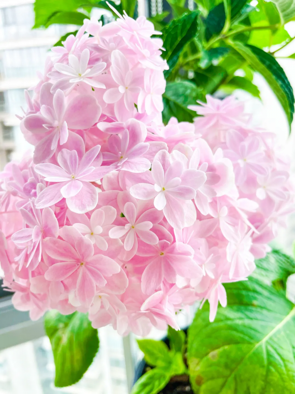 封閉陽臺也爆花!4個優秀案例,面積2.4m²-9m²,總有一個給你靈感 封閉陽臺也爆花!4個優秀案例,面積2.4m²-9m²,總有一個給你靈感