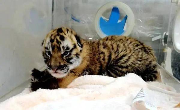 &ZeroWidthSpace;虎年找虎丨放虎歸山 華南虎重振雄威路漫漫