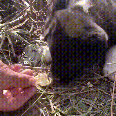 幼犬接連離世後,狗媽媽為了給小狗找好歸宿,主動帶人類去看孩子 幼犬接連離世後,狗媽媽為了給小狗找好歸宿,主動帶人類去看孩子