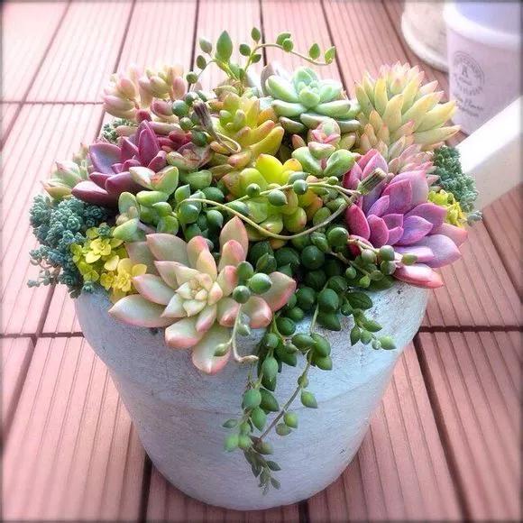 多肉的世界,簡單執著,看看你都見過哪些 多肉的世界,簡單執著,看看你都見過哪些