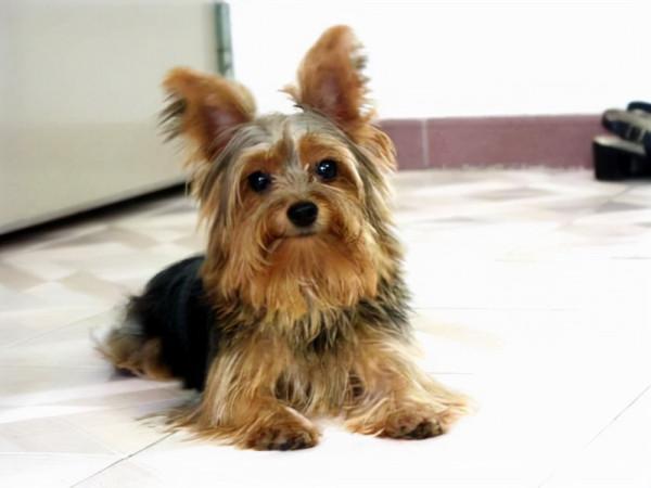 狗狗品種介紹大全！我們應該怎麼挑選適合自己的狗狗？