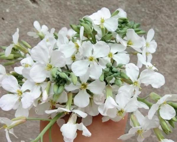 油菜花和蘿蔔花的區別