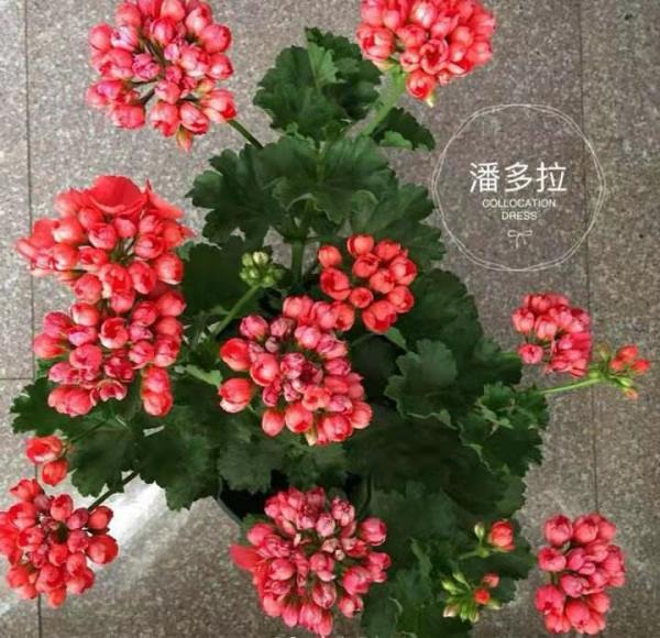 推薦適合窗臺黨種植的5種直立天竺葵