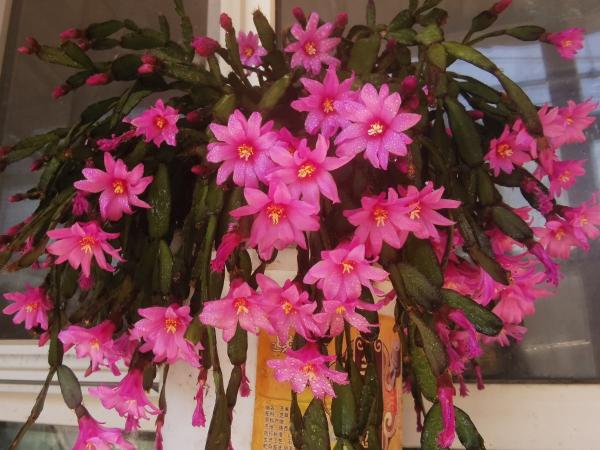 9種花,光照時間越短越容易爆盆,曬太久反而不開花 9種花,光照時間越短越容易爆盆,曬太久反而不開花