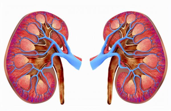 男性晨起“第一次”上廁所，若沒有3種現象，或表明腎功能健康