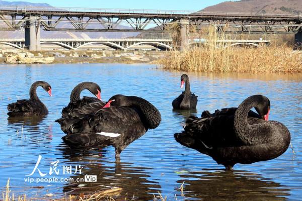 北京：野生黑天鵝飛抵永定河