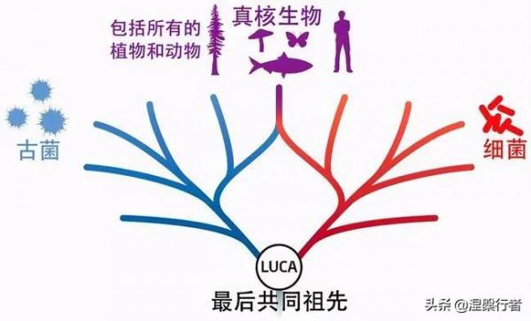 最懷才不遇的生物物理學家,發現全新生命種類,創立另類生命之樹 最懷才不遇的生物物理學家,發現全新生命種類,創立另類生命之樹