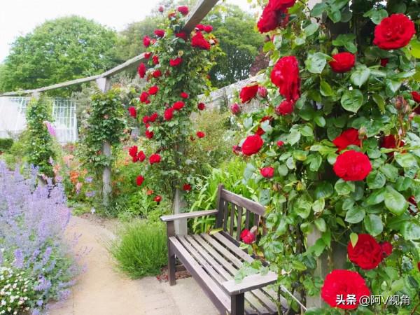 什麼才是人生最幸福的事，2022年我想有個開滿花的院子