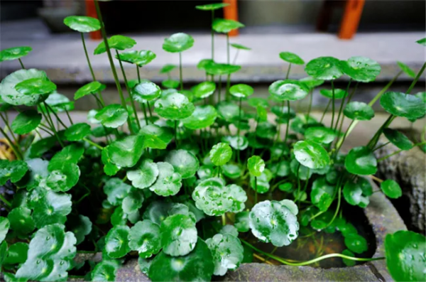 有錢人家的客廳，什麼花都可以不養，但這10種植物應該有