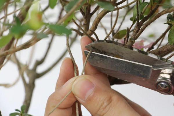 黃葉、落葉、爛根…夏天的杜鵑,太難養了 黃葉、落葉、爛根…夏天的杜鵑,太難養了