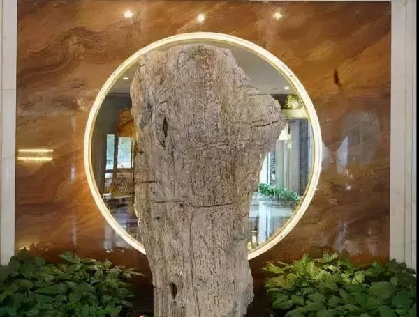 木化石，億萬年前的遺世孤品