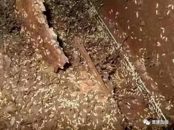 白蟻的防治是怎麼樣的？