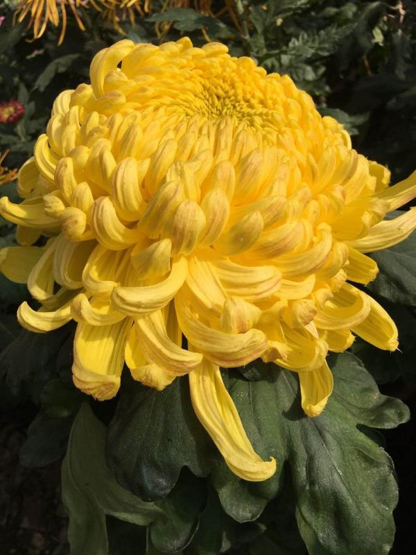 秋天養盆“俏姑娘”，只有秋天才豔麗，錯過又要等一年