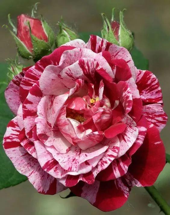 自然變異而成的珍稀品種，複合色花卉