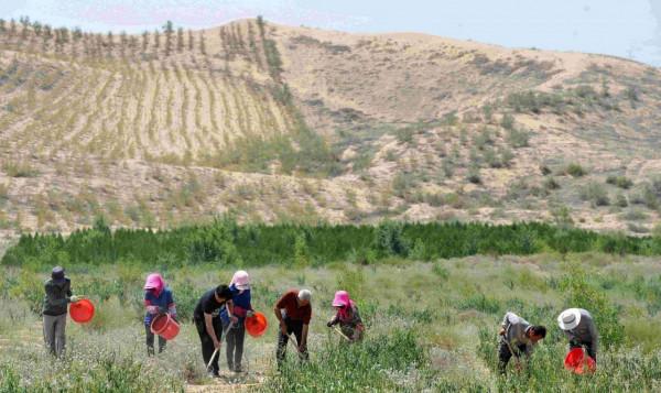 中國發明&OpenCurlyDoubleQuote;吞沙巨獸&rdquo;，一天能吞掉40畝沙漠，目前已在甘肅使用