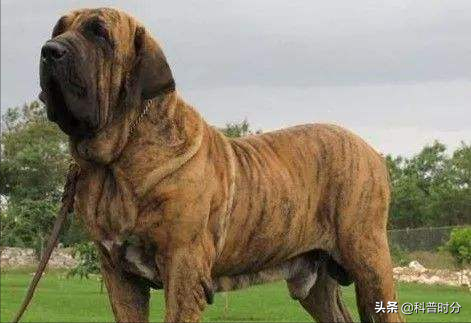 盤點世界上兇猛的十種狗，日本土佐犬上榜，藏獒排名第二