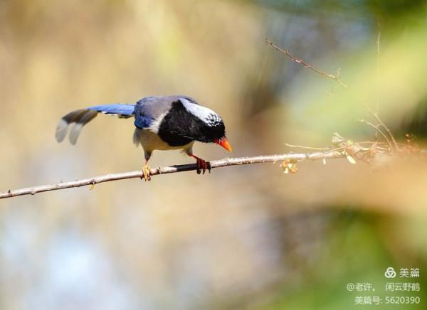 不為雞犬是戰狼，但看紅嘴藍鴉鵲