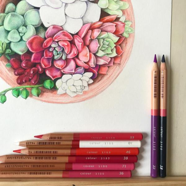 多肉植物彩鉛畫全過程(1-1) 多肉植物彩鉛畫全過程(1-1)
