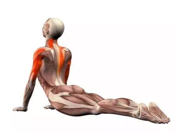 練瑜伽:為什麼我說想安全的練好後彎,先學會沉肩 練瑜伽:為什麼我說想安全的練好後彎,先學會沉肩