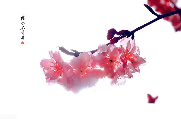 雙子座：我沒說出口的那些話