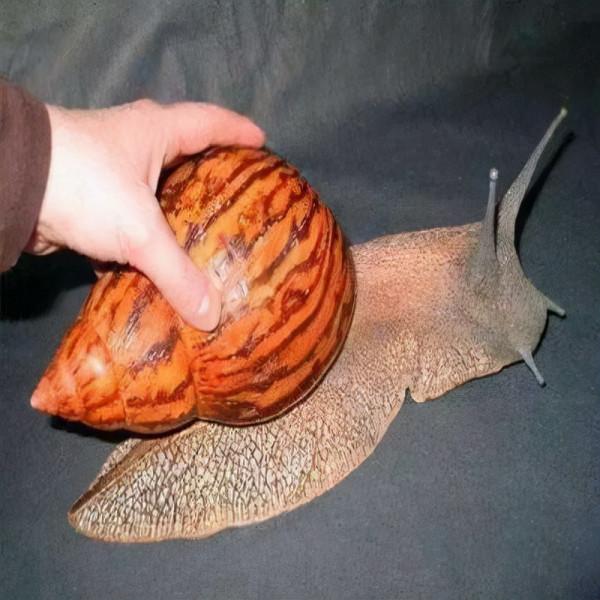 生活中,這些東西不能吃,有劇毒 生活中,這些東西不能吃,有劇毒