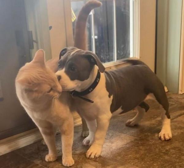 總有一些騙你養寵物的時刻