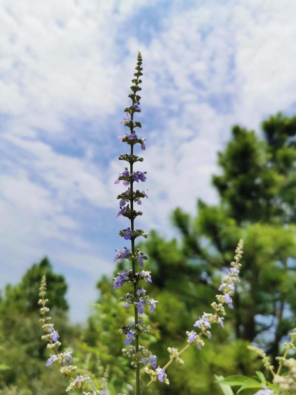 廣水路邊的“蚊香草”