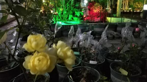 老家的庭院 老家的庭院