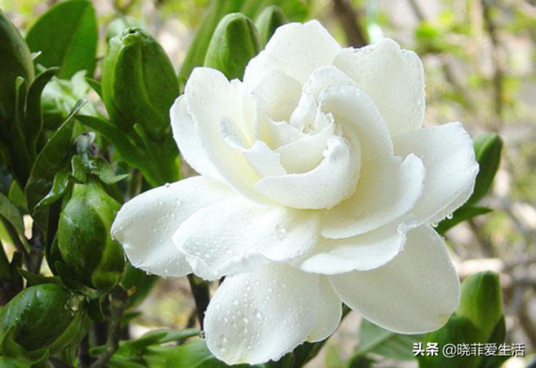 公認漂亮卻難養的“8種花”,你家有幾種? 公認漂亮卻難養的“8種花”,你家有幾種?
