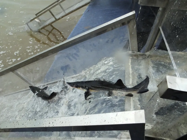 來自長江的微笑，請查收