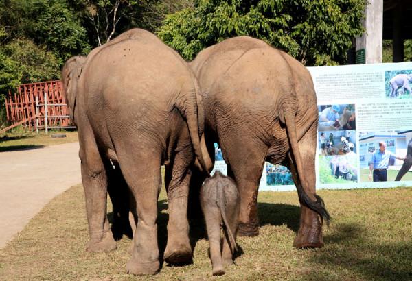 2006年，雲南男子打死一隻小象，1個月後妻子被象踩死
