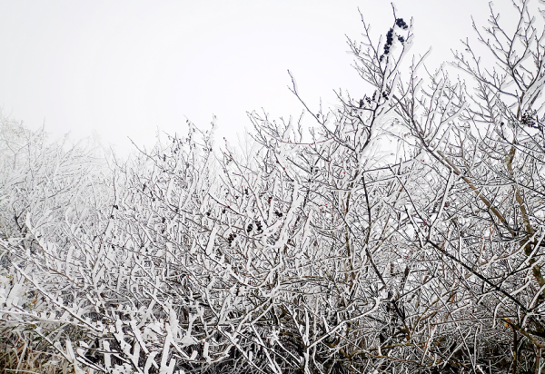 美爆了！陽明山迎來今冬第一場霧凇