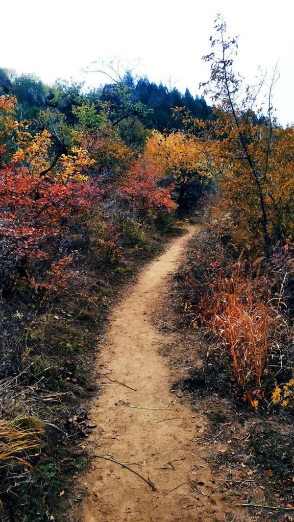 不出北京坐火車去賞秋,方便經濟不堵車,臥虎山蟠龍山盡顯中國紅 不出北京坐火車去賞秋,方便經濟不堵車,臥虎山蟠龍山盡顯中國紅