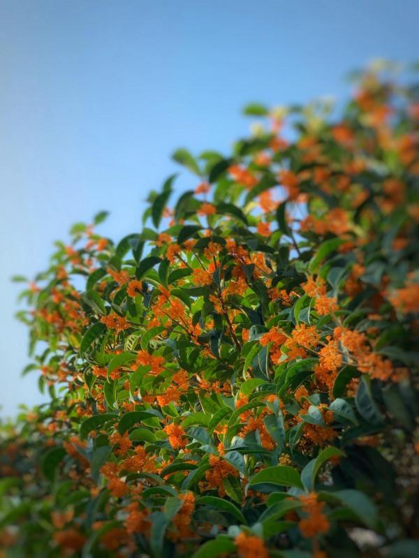 七絕·湯山金烏溫泉公園題名考（外5首）