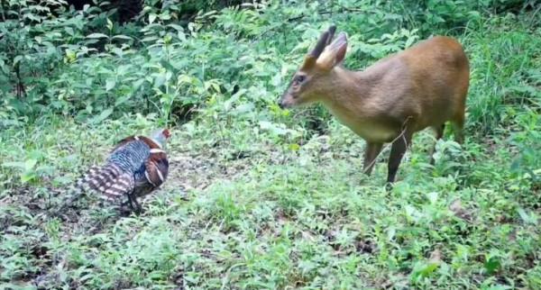 都是國家一級保護動物,白頸長尾雉和黃麂難得同框,竟是為爭領地? 都是國家一級保護動物,白頸長尾雉和黃麂難得同框,竟是為爭領地?