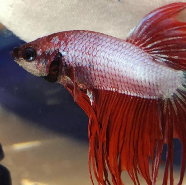 外國妹子救回一條顏色慘白的瀕死鬥魚，兩週後，奇蹟發生