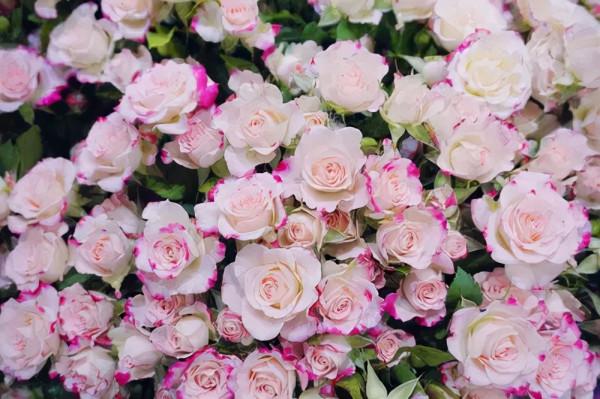 鮮切花中的王者—植物非試管高效快繁肯亞玫瑰 鮮切花中的王者—植物非試管高效快繁肯亞玫瑰