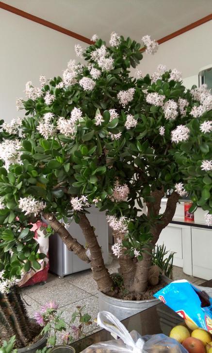 6種“肥胖花”冬天餓著養，越餓越長壽，多澆一杯水，黃葉死翹翹