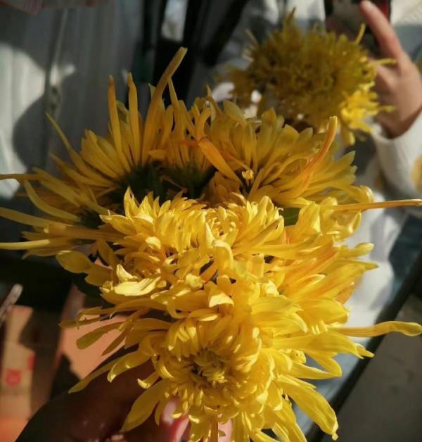 8種“安全花”，家裡有老人孩子孕婦都能養，反而清新養人