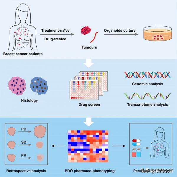 澳大提出精準治療乳癌新策略