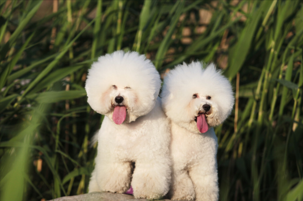 想養狗又不能忍受“狗臭味”?可以養這些體味輕的狗 想養狗又不能忍受“狗臭味”?可以養這些體味輕的狗