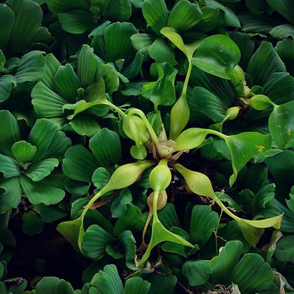 7種&OpenCurlyDoubleQuote;喜水花&rdquo;，不怕手賤澆不爛，天天泡水裡，長得肥大愛開花