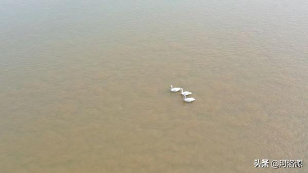 鞏義黃河溼地首批大天鵝“回家”,這些“老朋友”也如約而至 鞏義黃河溼地首批大天鵝“回家”,這些“老朋友”也如約而至