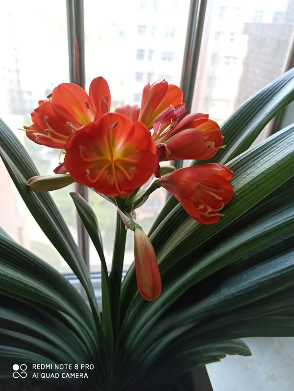 家裡光線差，就養這5種耐陰花，北陽臺也能變成花海