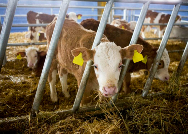 “養牛狀元”56歲踏足房地產，躍升燕郊首富，隱退後孫子被撞身亡